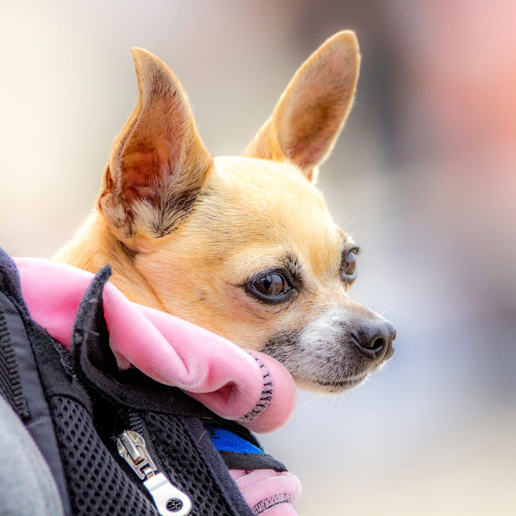Chihuahua being carried in a pack on a walk
