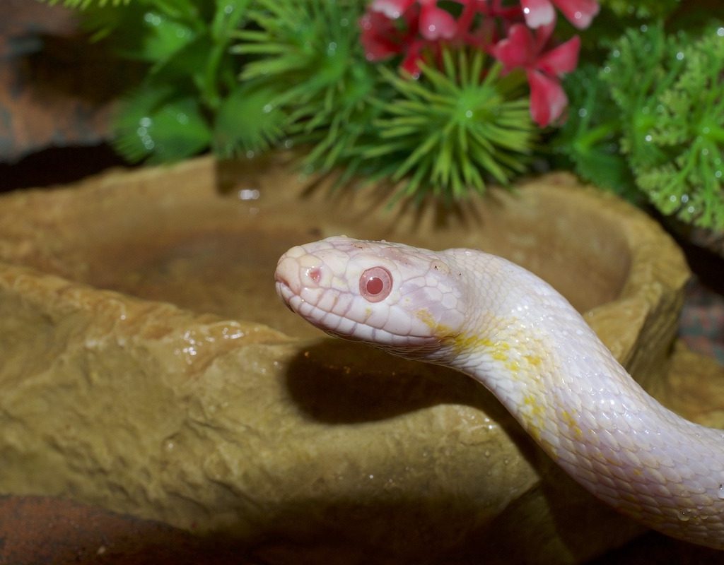Corn snake suns on a rock in his housing