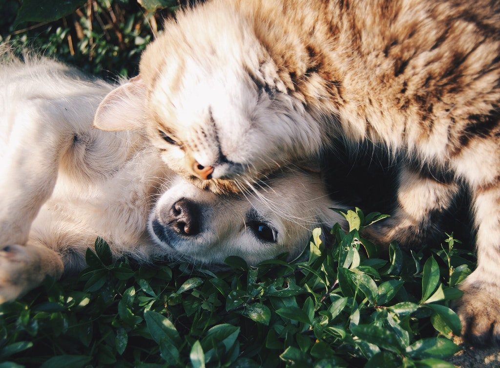 Tabby and puppy snuggling in the grass.