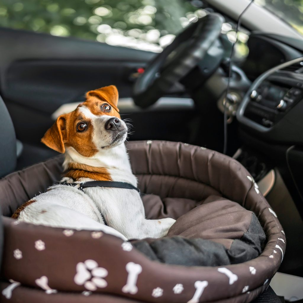 Dog in car bed after a walk