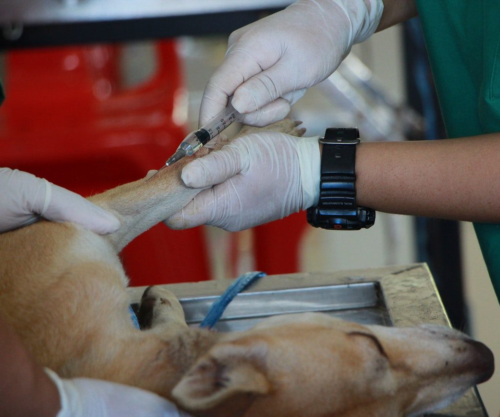 A tan dog being prepped for an operation.