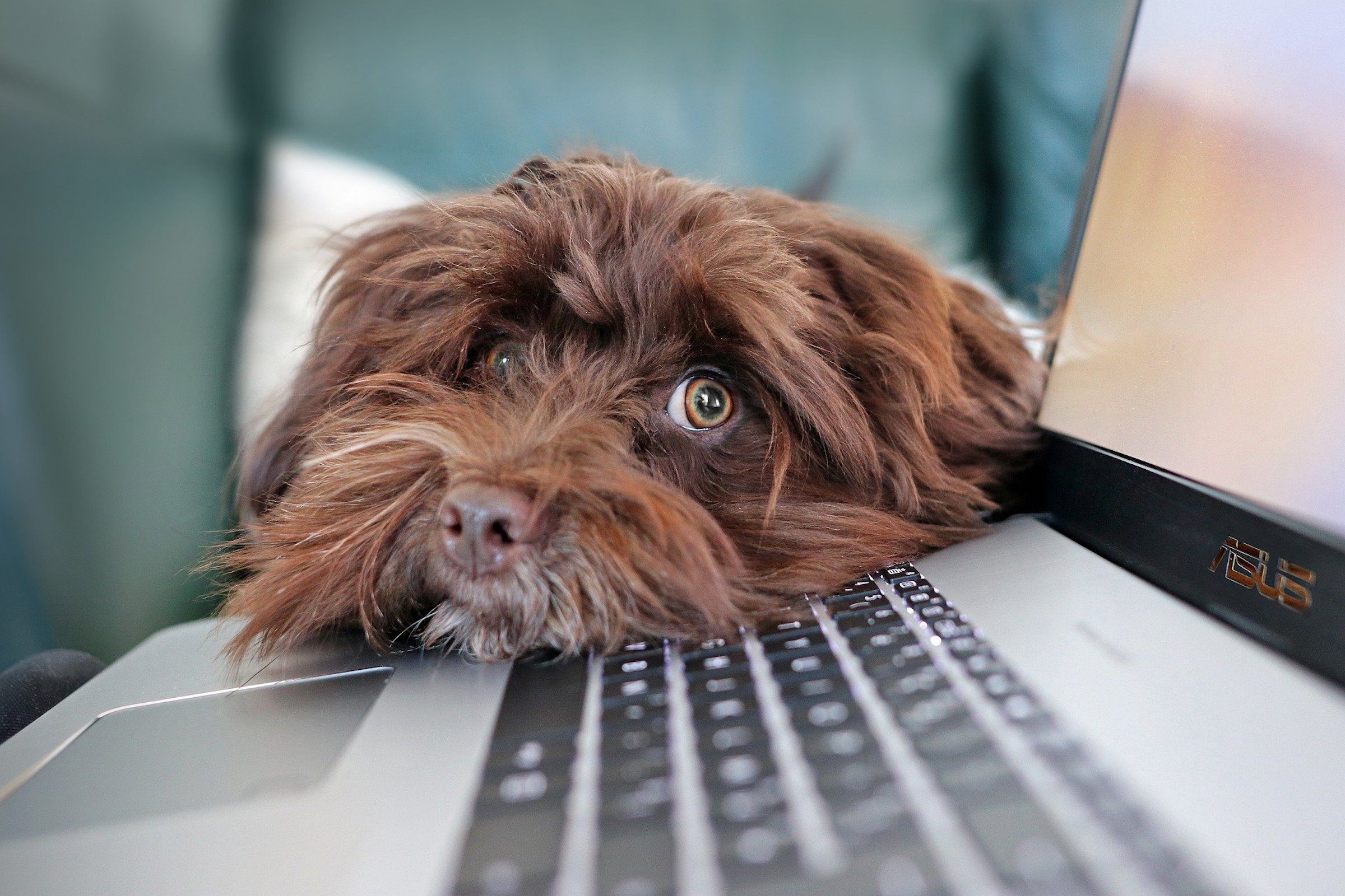 a brown labradoodle lies their head on their owner's laptop, looking toward the camera with green eyes