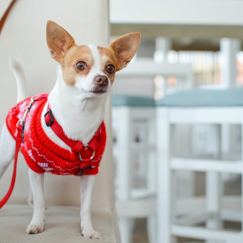 a white and brown chihuahua in a red sweater and harness sits on a white chair and looks off in the distance