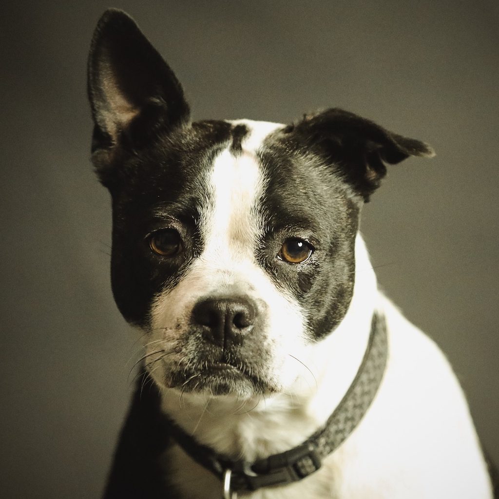 a black and white dog with one ear up and one down looks dramatically at the camera