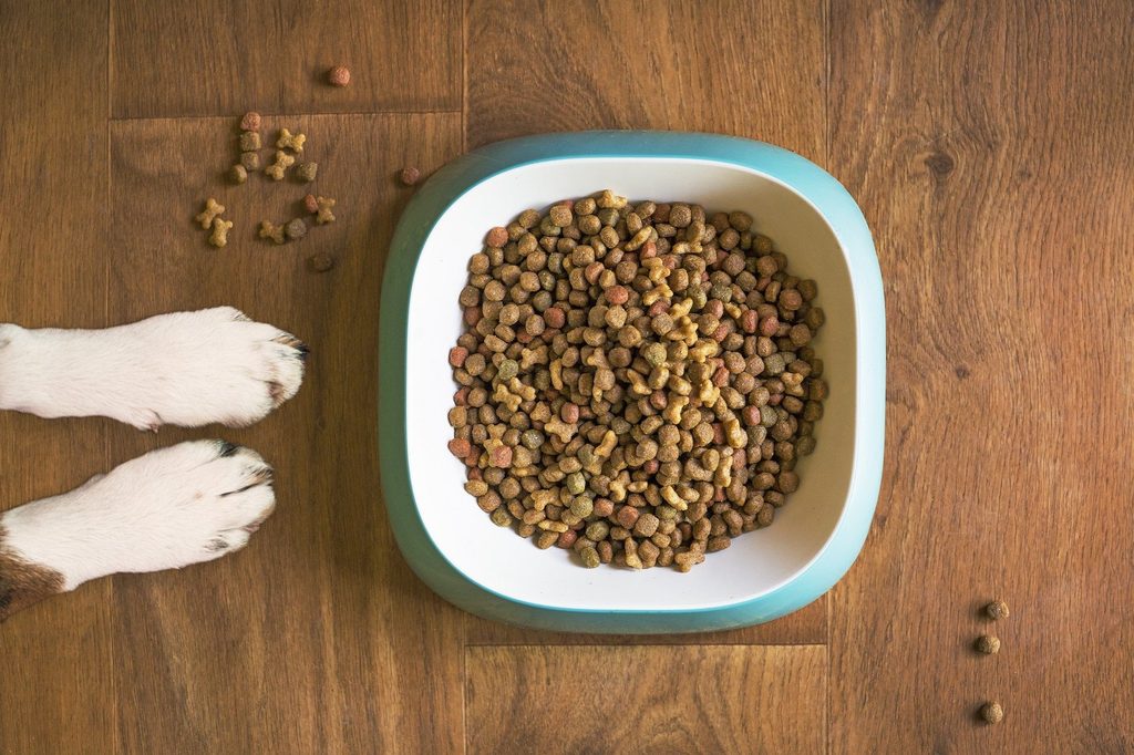 a square bowl of dog food sits on a wooden floor with white paws waiting to the side