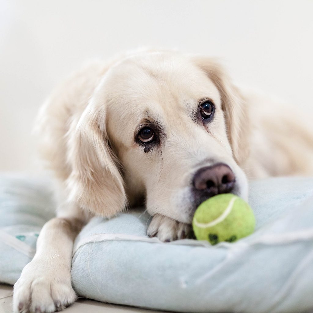 A golden retriever lies in their bed with a tennis ball