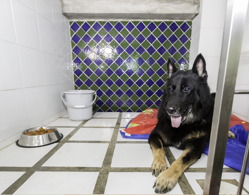 dog in pet hotel