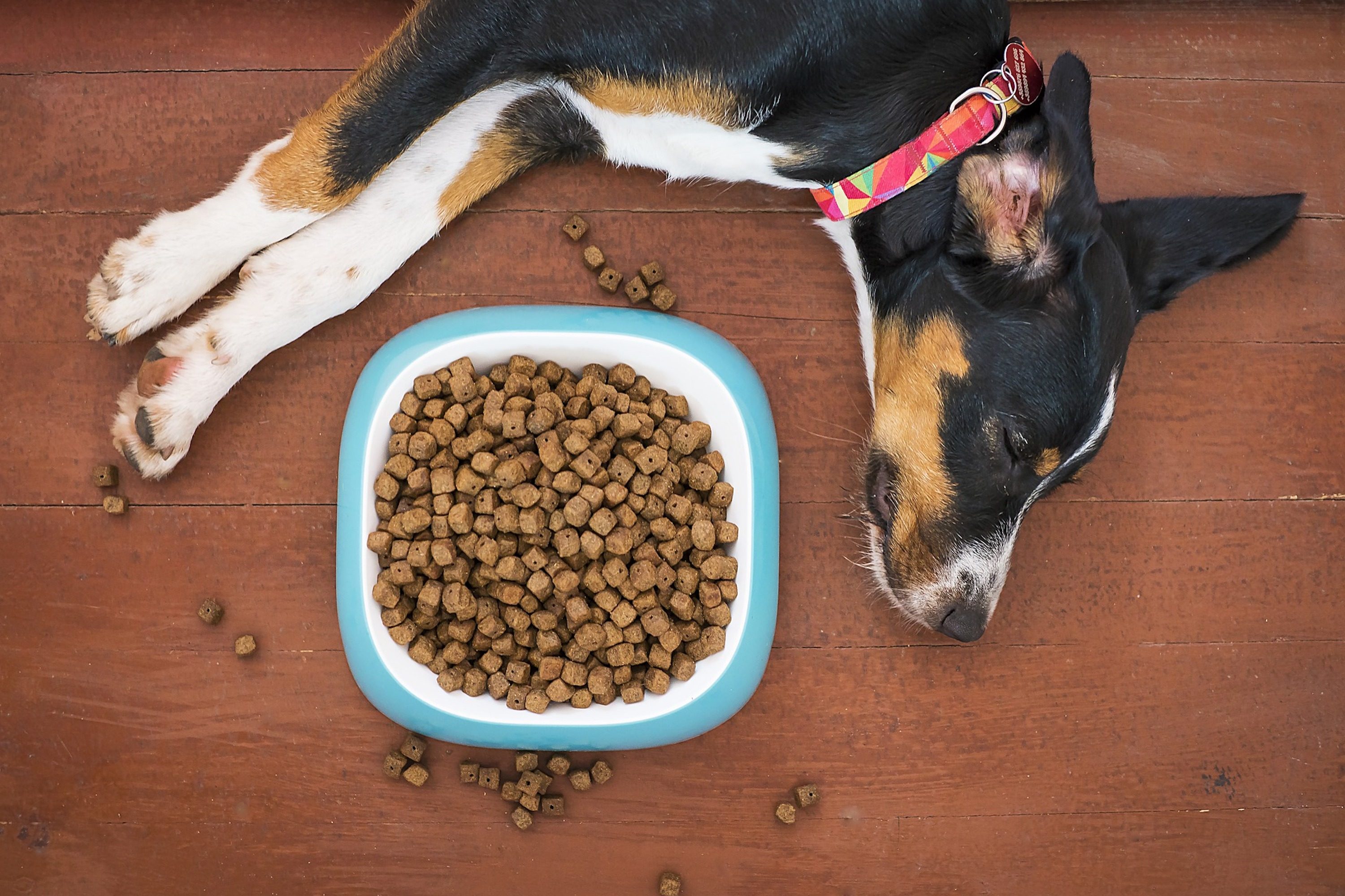 a brown black and white dog naps on a wooden floor next to a full food bowl