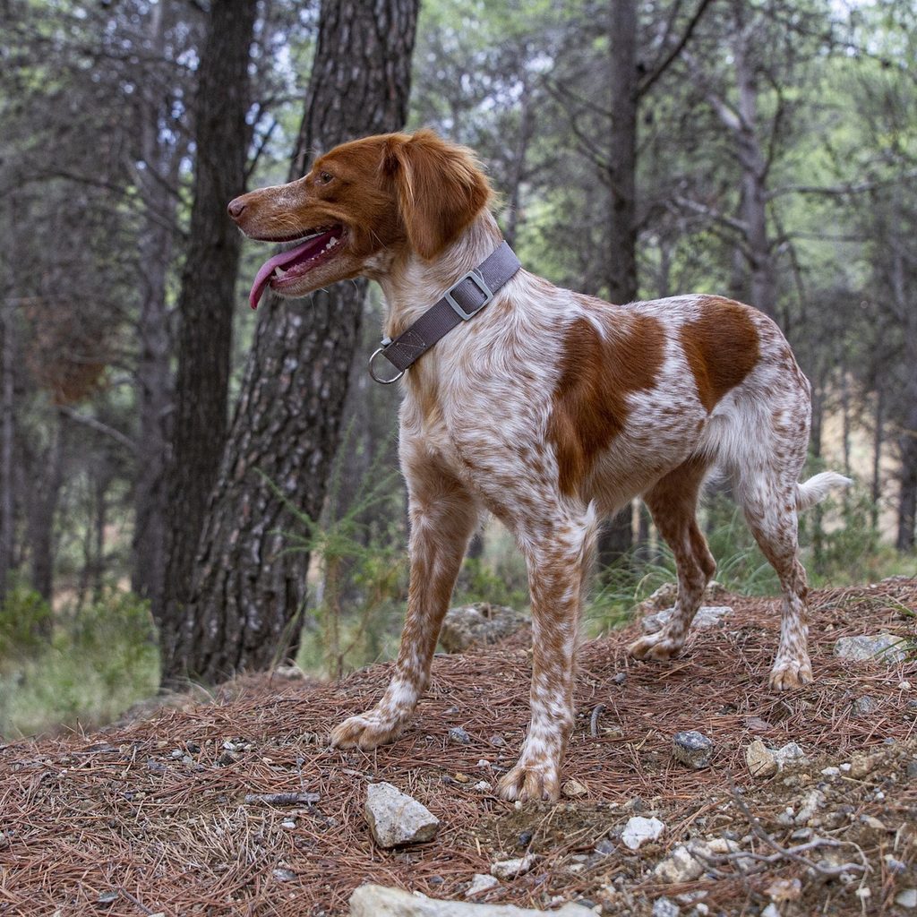 a white and brown dog wearing a thick collar stands in a forest, looking to the side