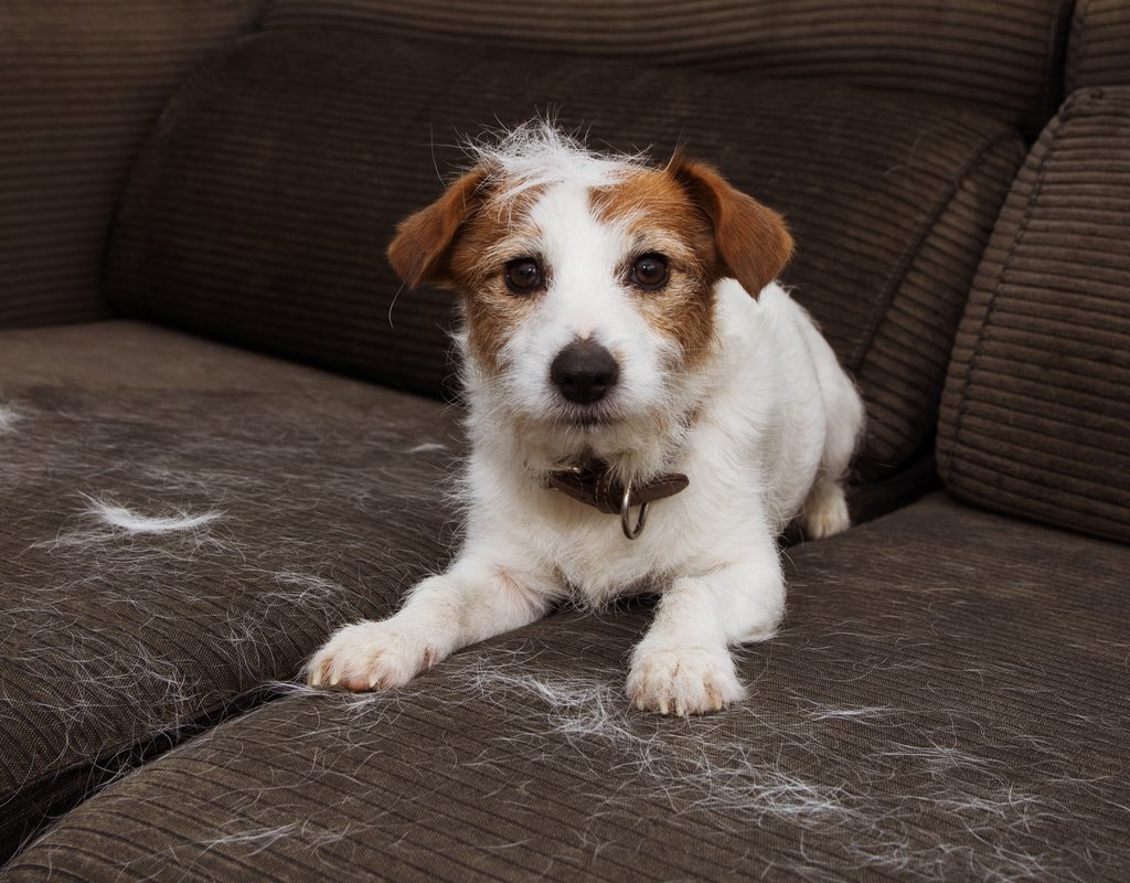 Jack Russell Terrier on a couch with dog hair.