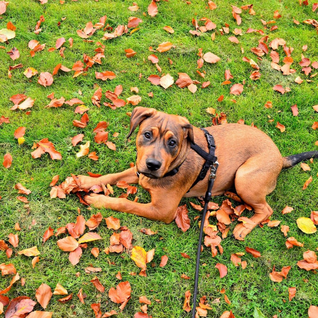 A tan and brown pit bull terrier lies in the grass with fall leaves, on a leash