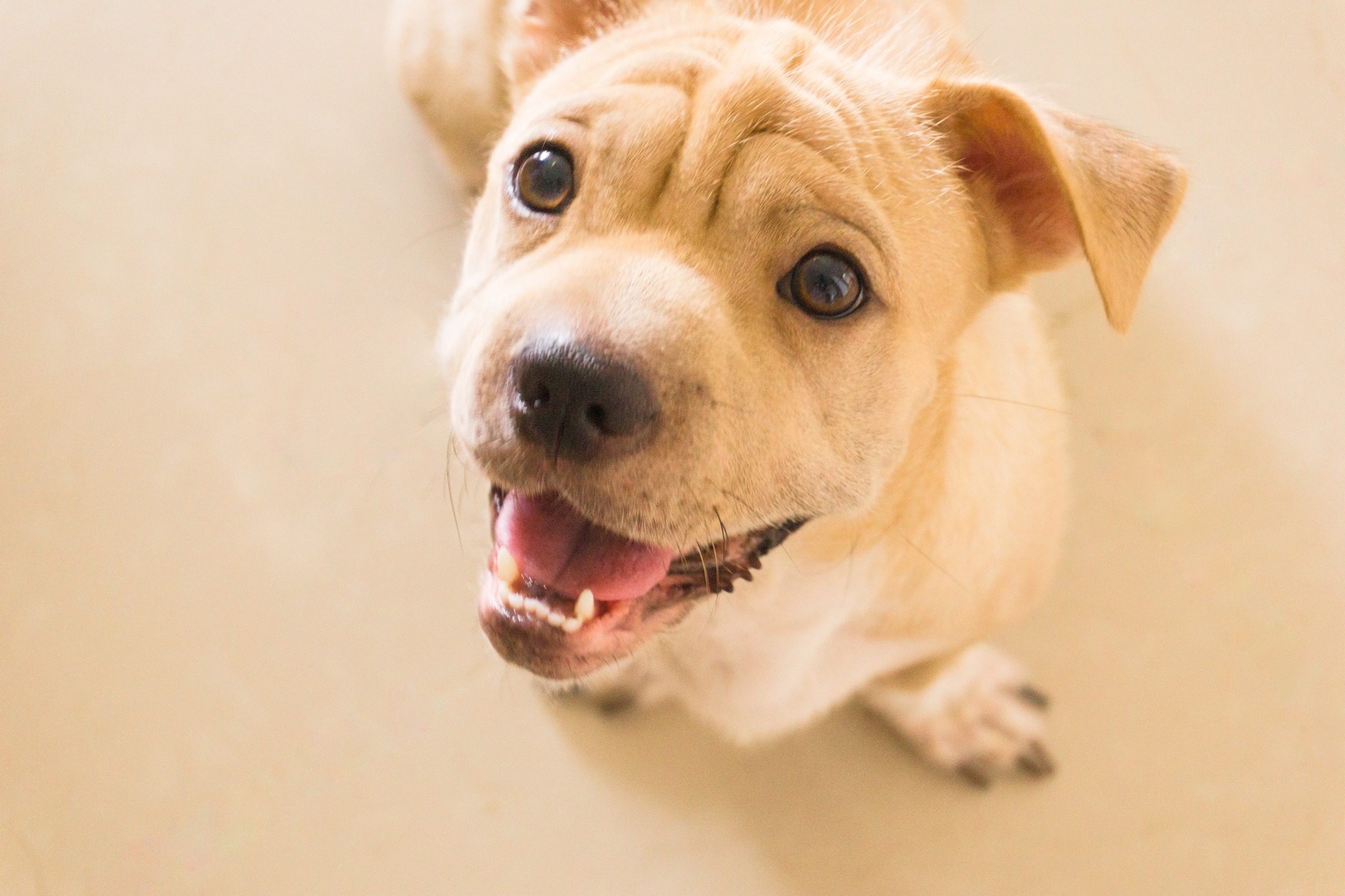 a blonde puppy sits on a beige carpet and looks up at the camera with an open mouth