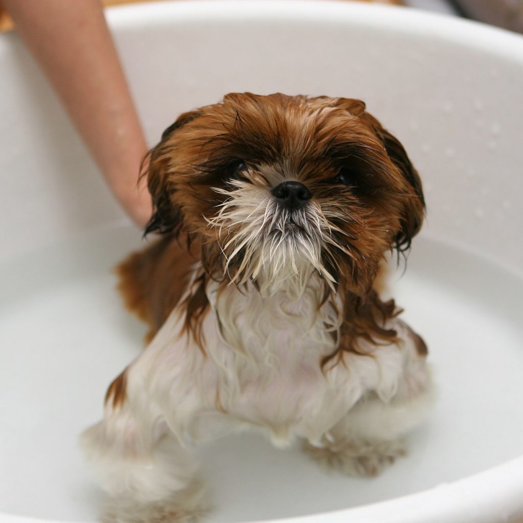 a wet brown and white Shih Tzu puppy sits in a few inches of water for a bath
