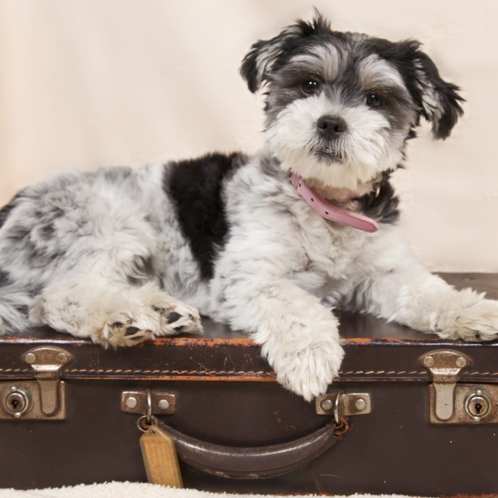 a small black and white dog sits patiently on top of a vintage suitcase