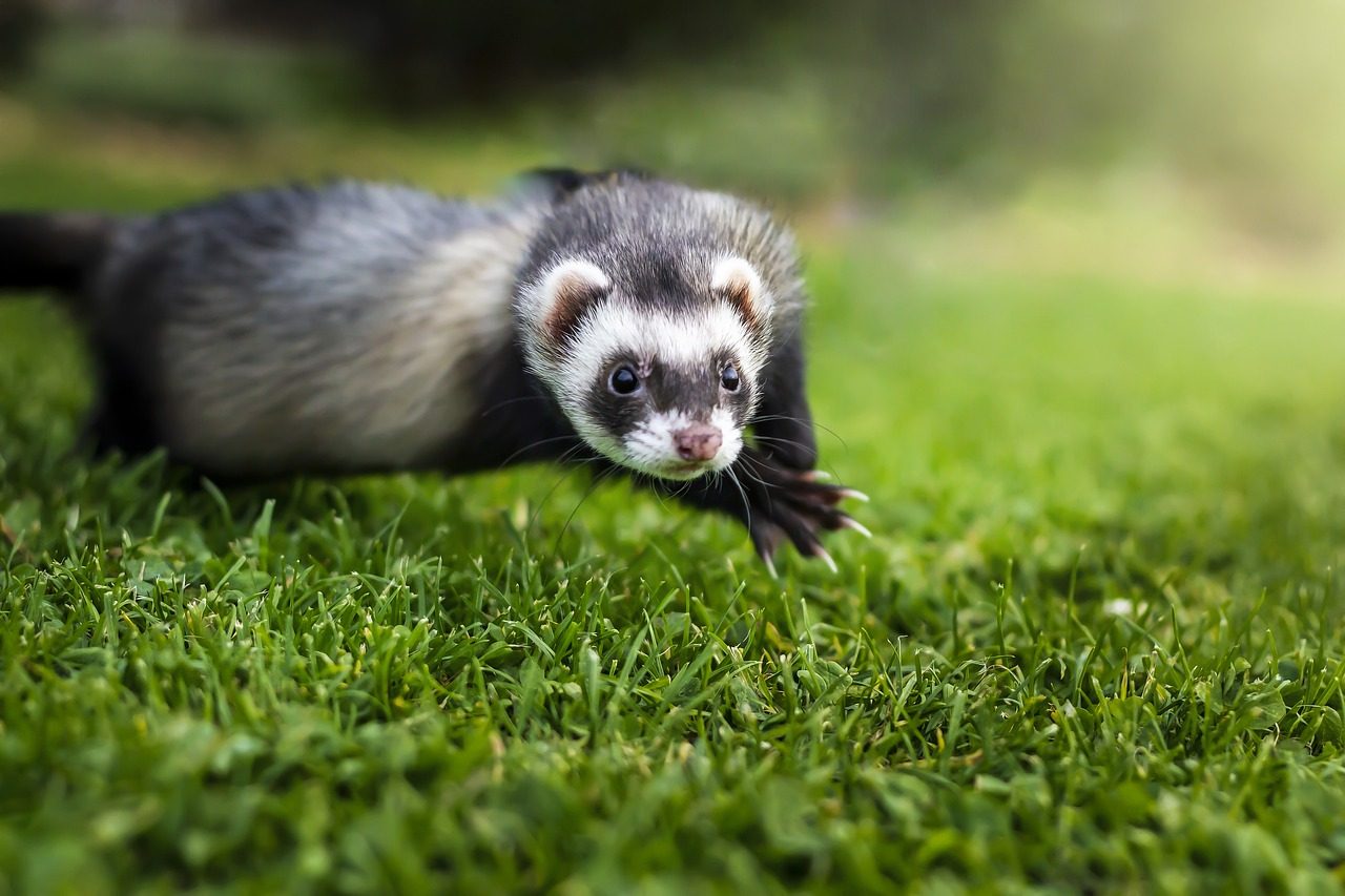 A black and white ferret playing in the grass.