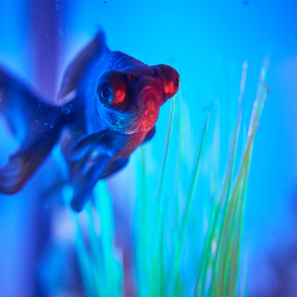 Fish in aquarium illuminated in blue light