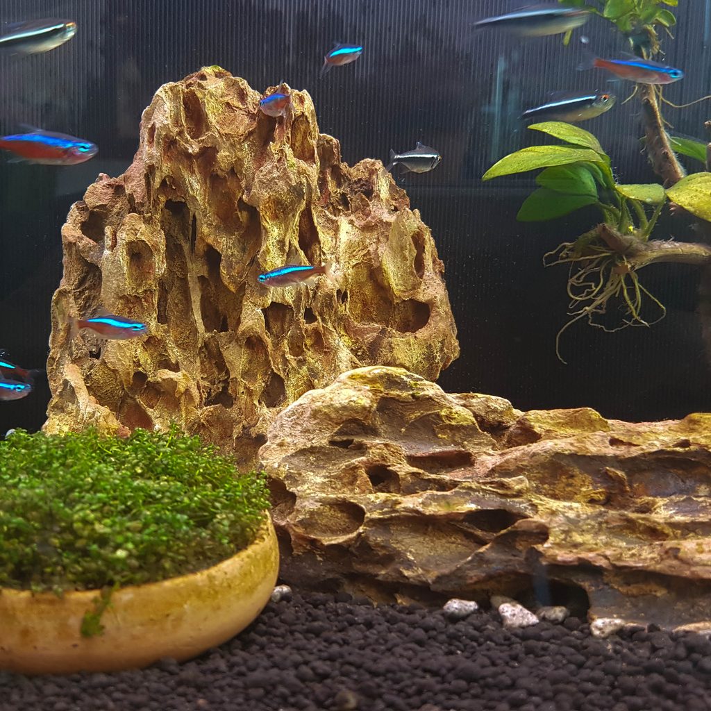 Small fish swim around a decorated aquarium