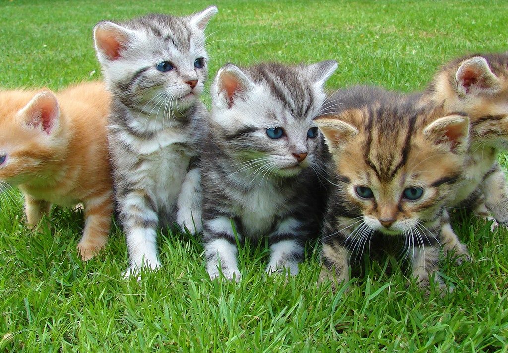 Five striped kittens snuggling in the grass.