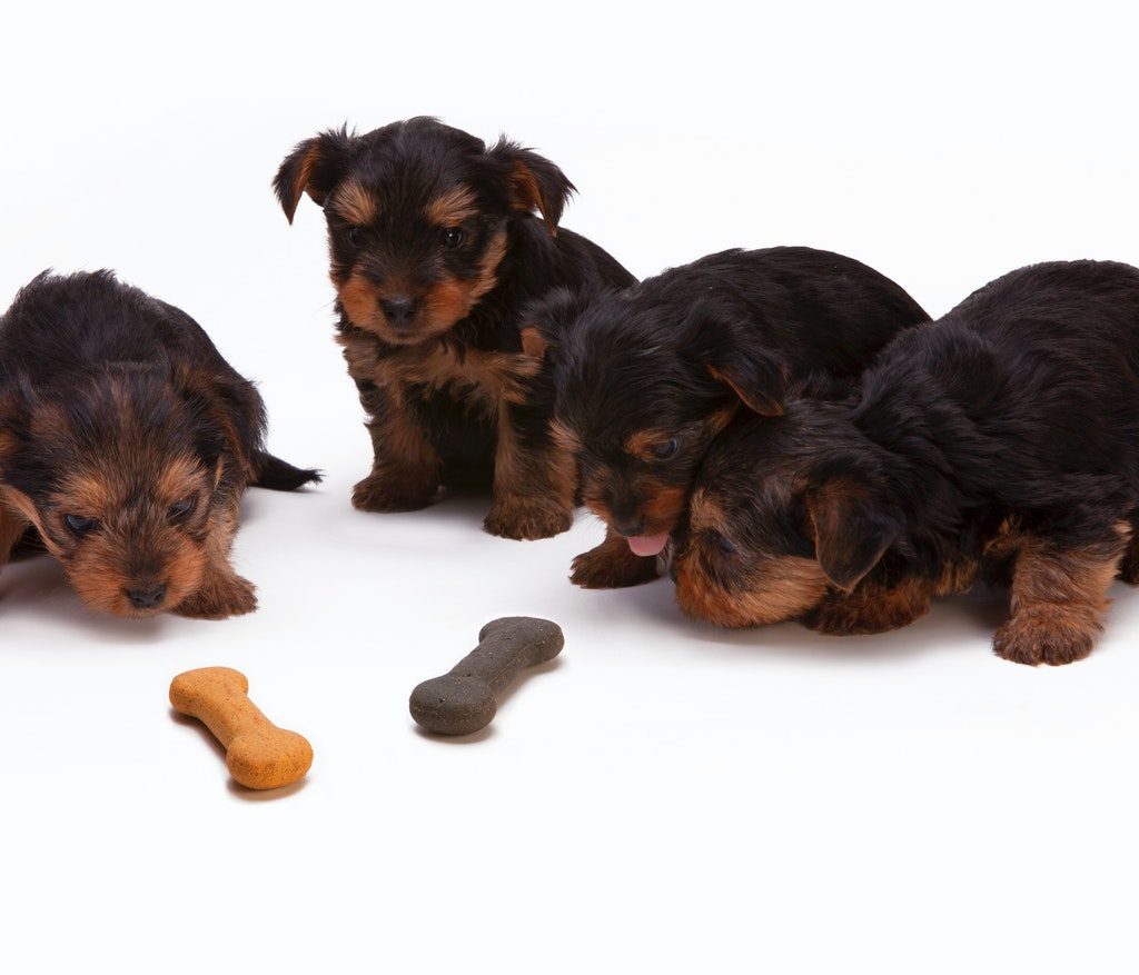 Four Black and Tan puppies with dog bones.