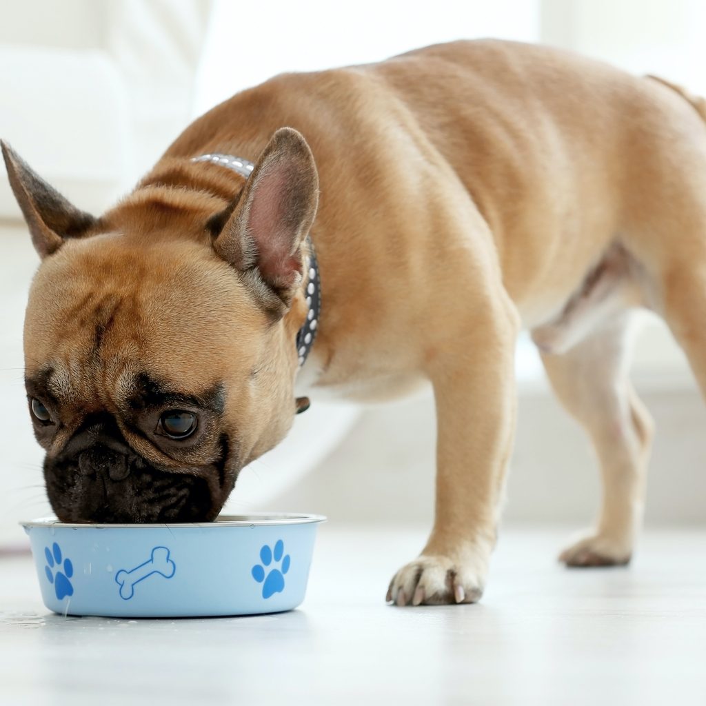 a brown french bulldog eats from a blue dog bowl