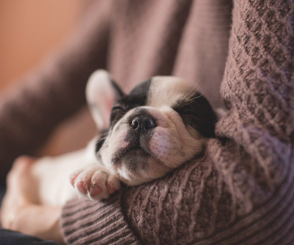 A black and white French Bulldog napping in a woman's arms.