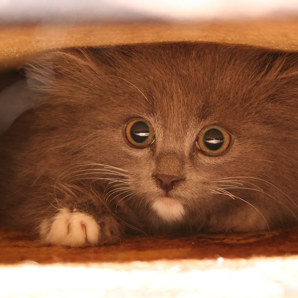 Frightened gray cat hiding under a bed