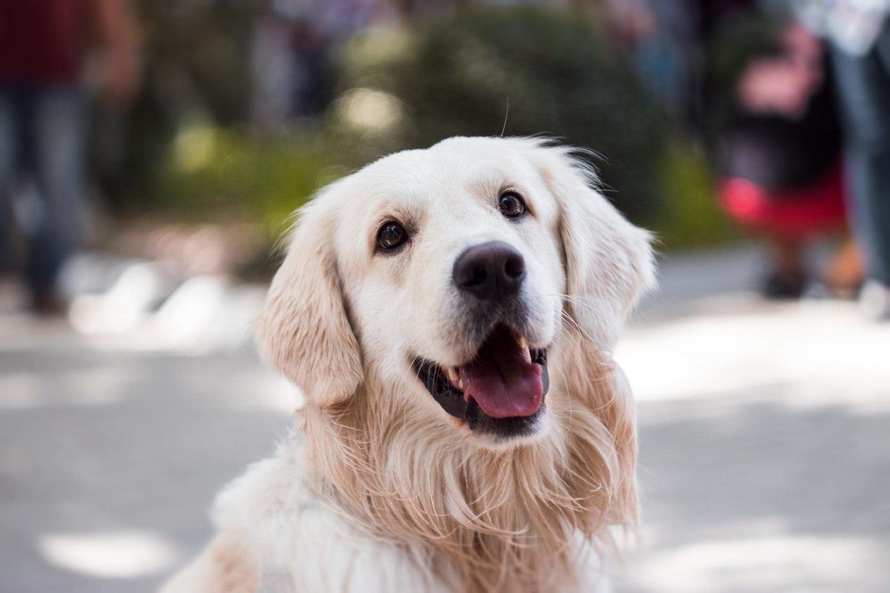 A golden retriever smiling at the camera.