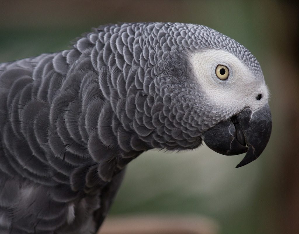 An African grey parrot looks quizzically