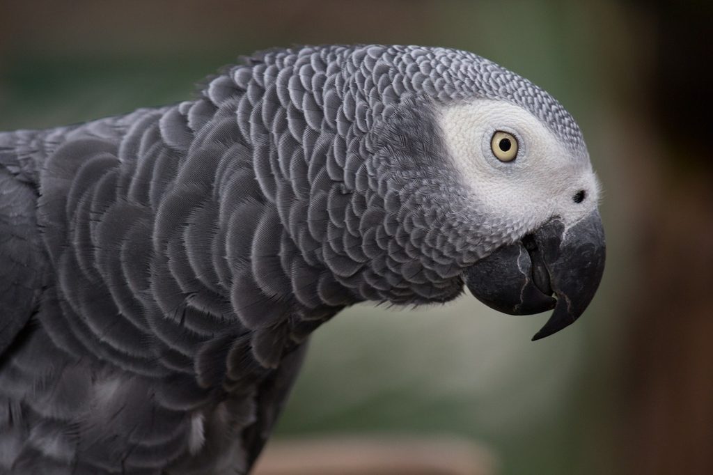 An African gray parrot looks quizzically