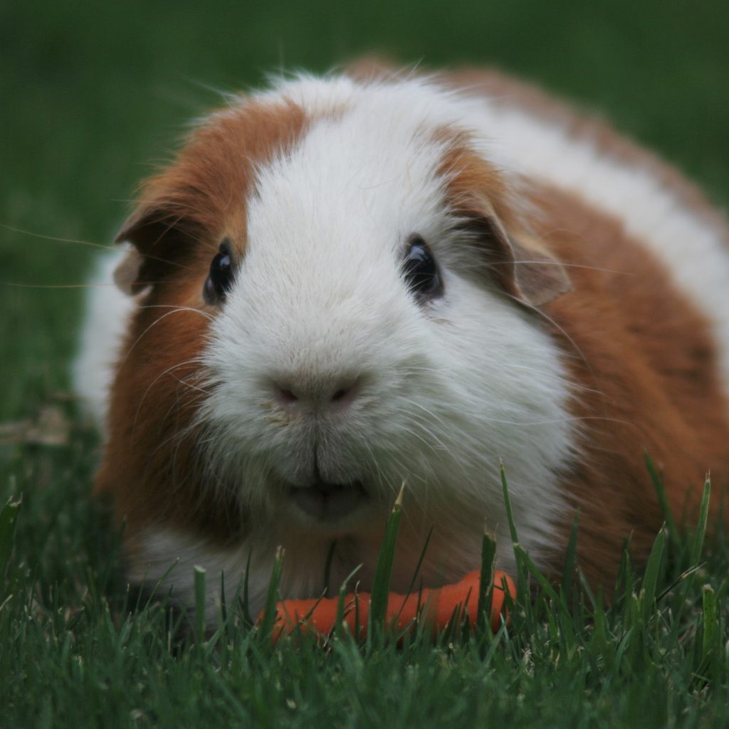 Guinea pig munces on a carrot