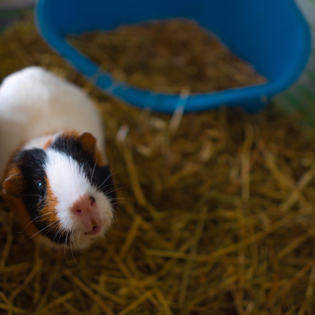 Guinea pig looks up from his pile of hay