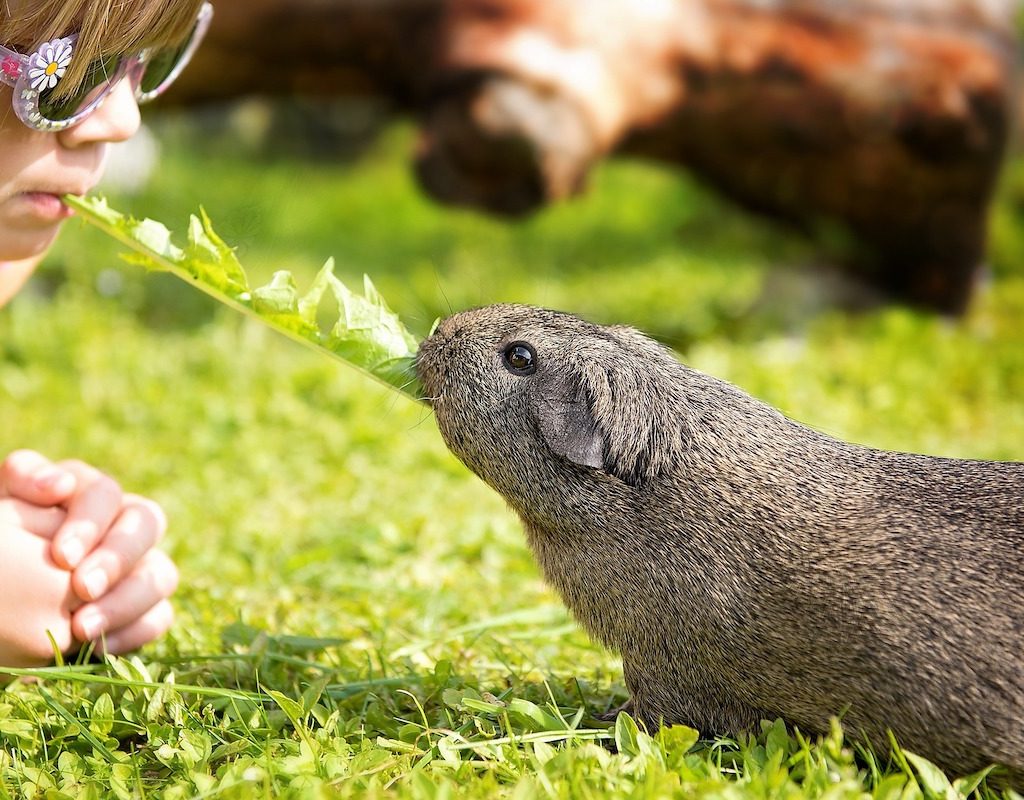 A girl and her guinea pig share a leaf of lettuce