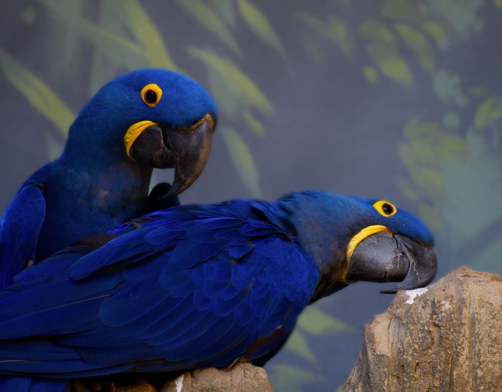 A pair of hyacinth macaws look quizzically