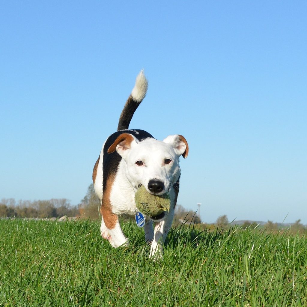 A tricolored jack Russel terrier runs through the grass with a tennis ball in their mouth