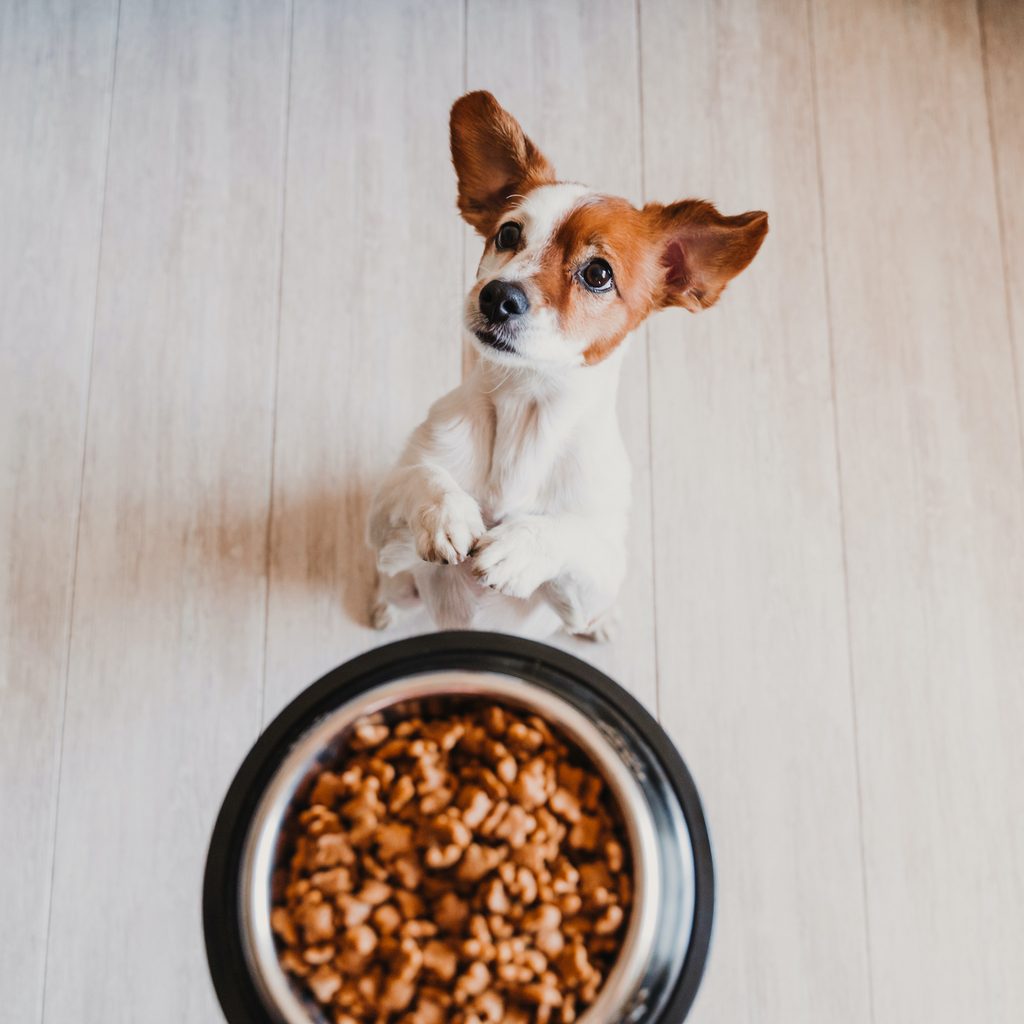 a Jack Russel terrier puppy begs for their food in a silver bowl