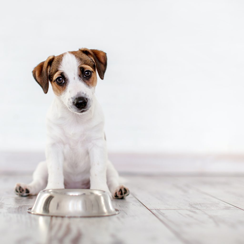 A Jack Russel terrier puppy sits behind a silver food bowl