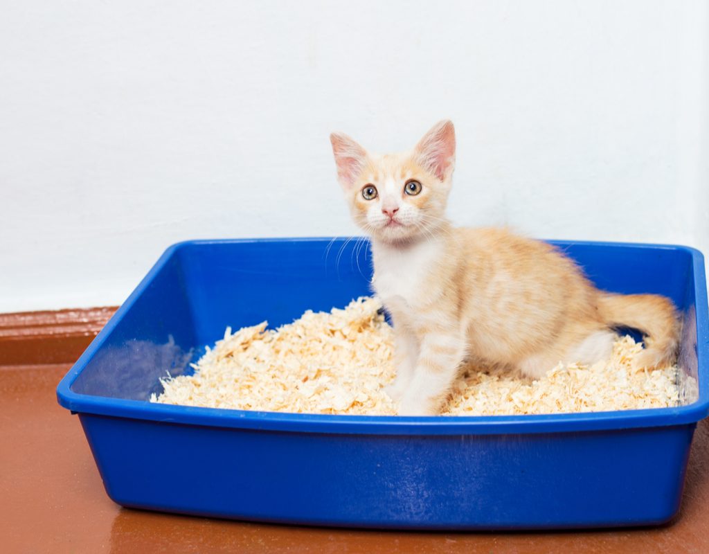 Orange and white kitten sitting in a litter box with wood shavings