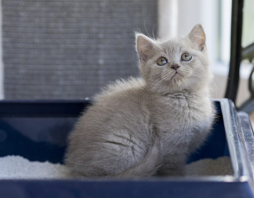 Grey kitten sitting in a litter box