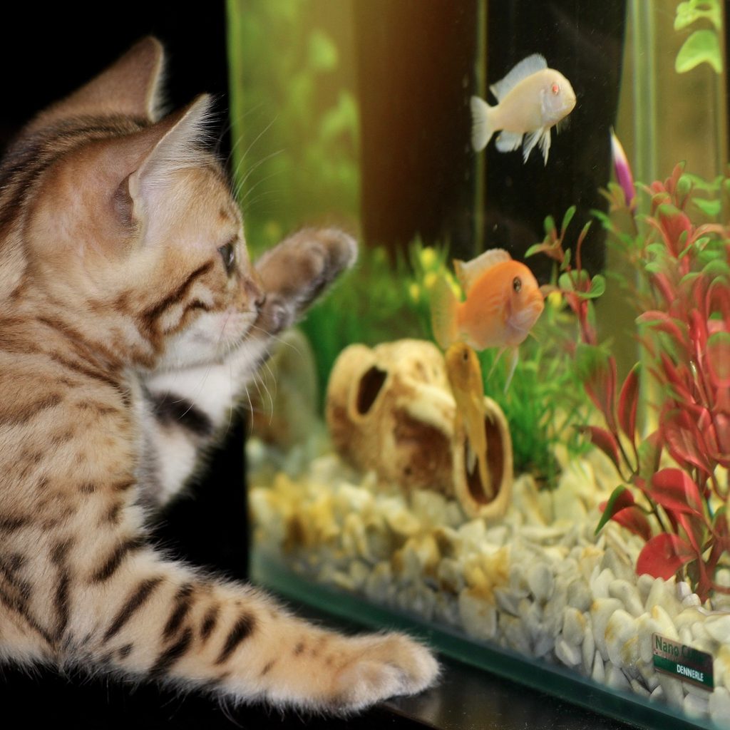 Kitten pawing at a fish tank