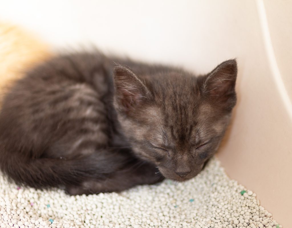 Black kitten sleeping in litter box