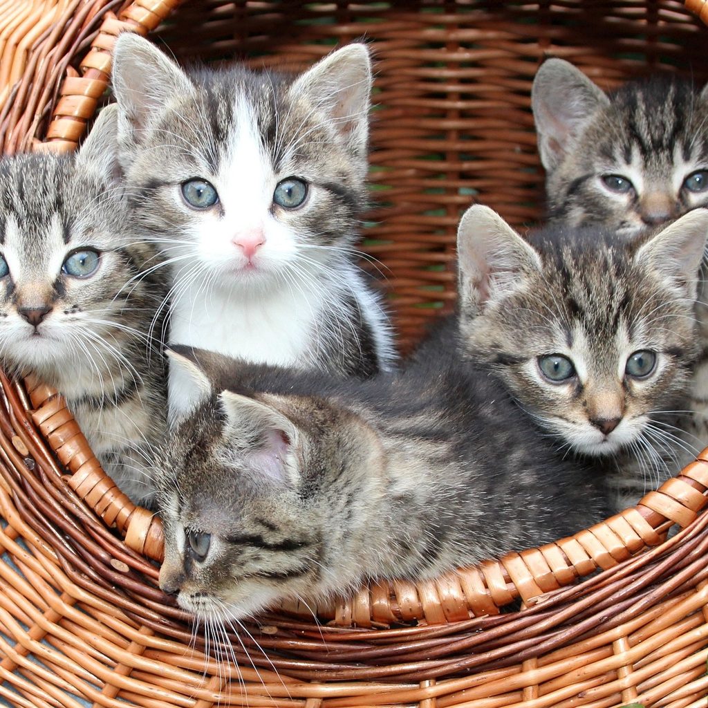 Five kittens sitting in a basket