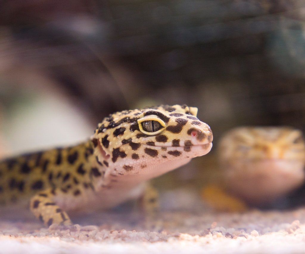 A leopard gecko in its enclosure.
