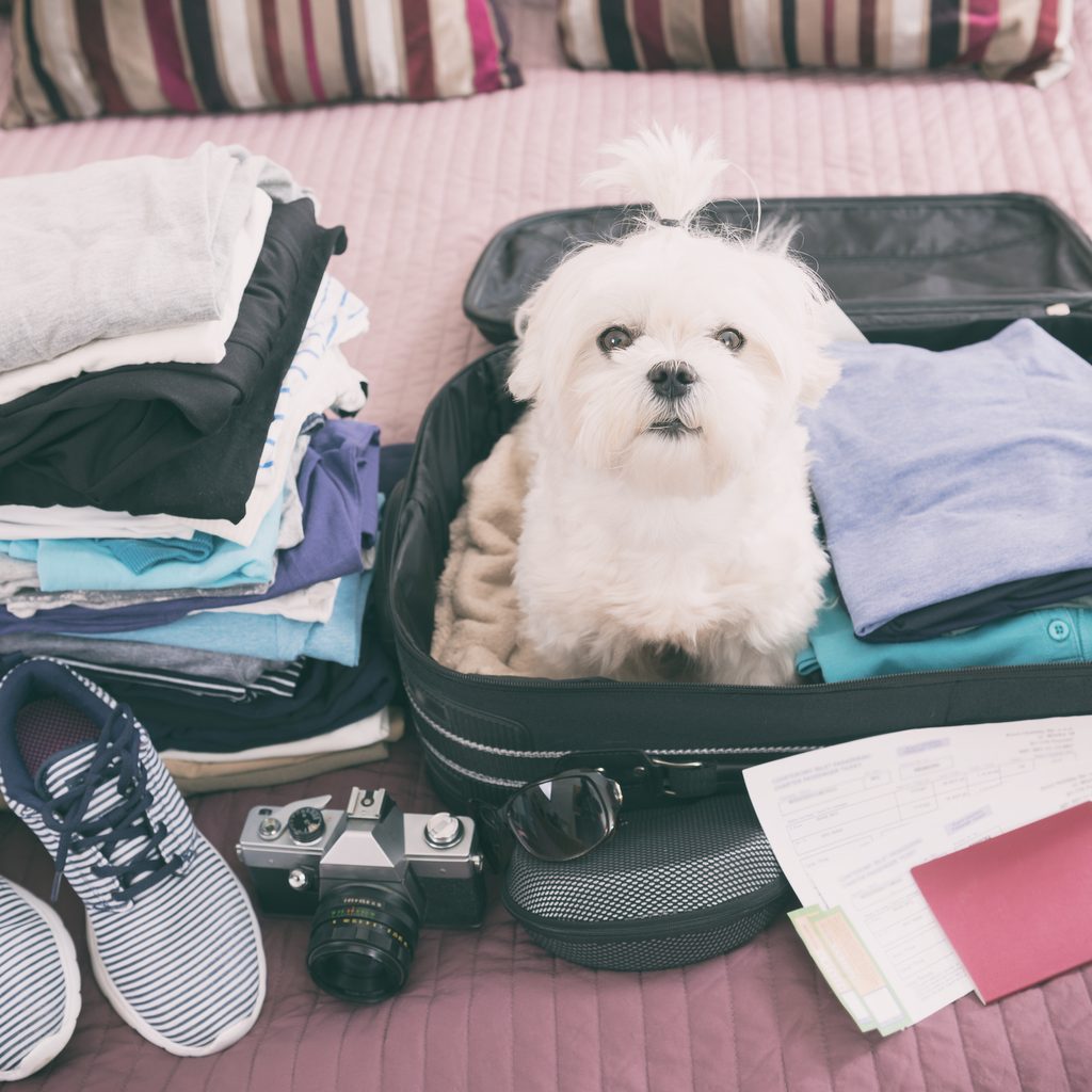 A white maltese sits in a packed suitcase