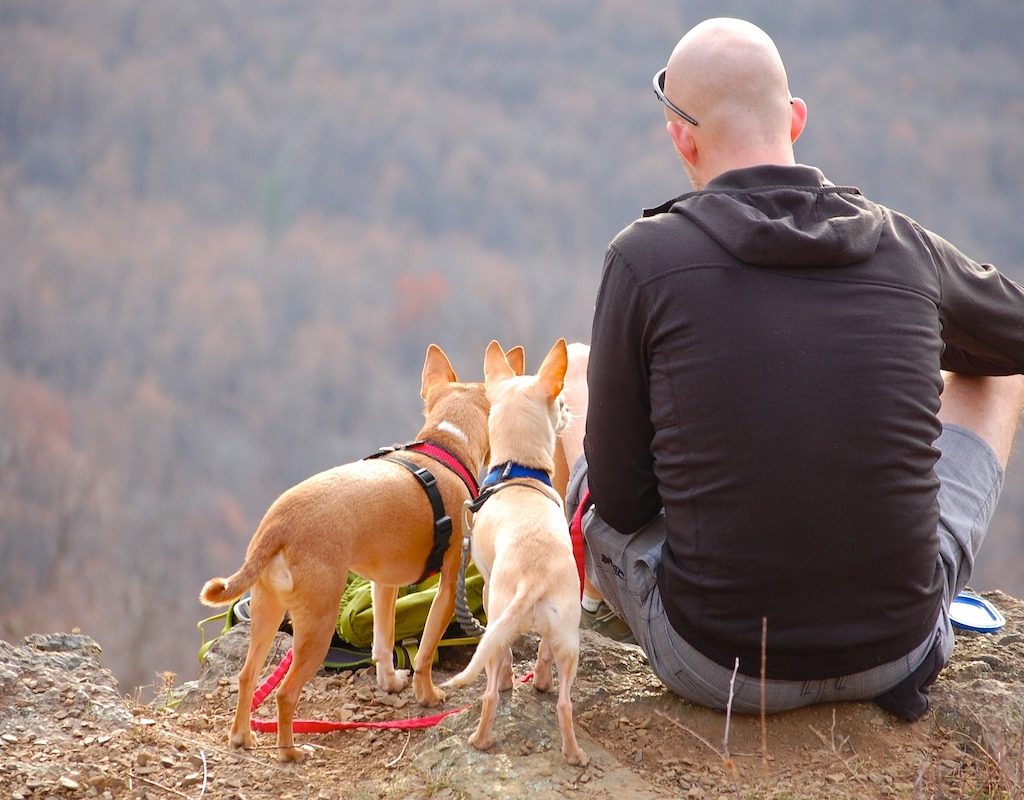Man sits on the end of the cliff with his chihuahuas on a hike