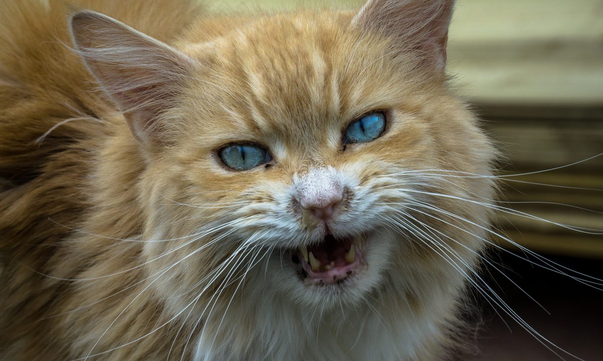 Orange cat hissing aggressively