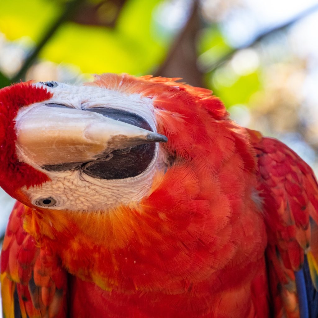 Parrot tilts his head to the side