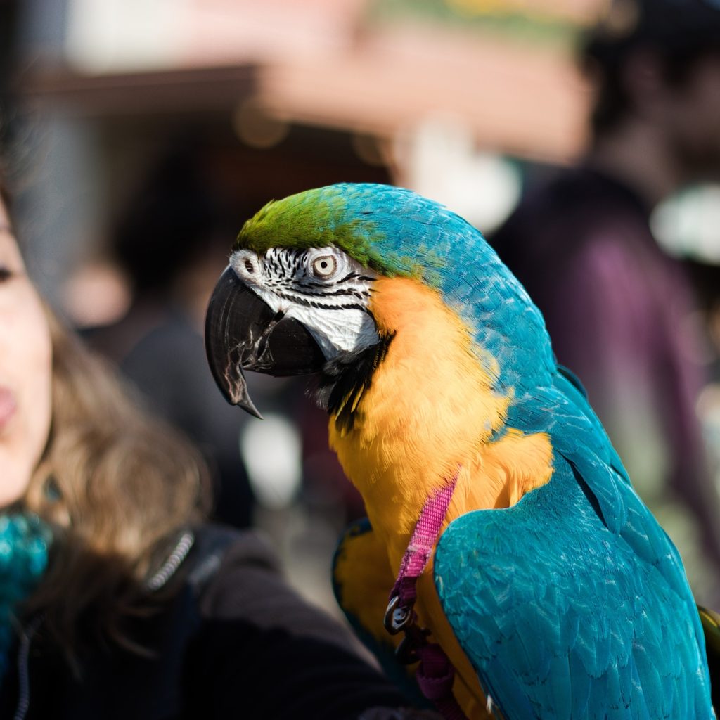 Parrot rests on woman's shoulder