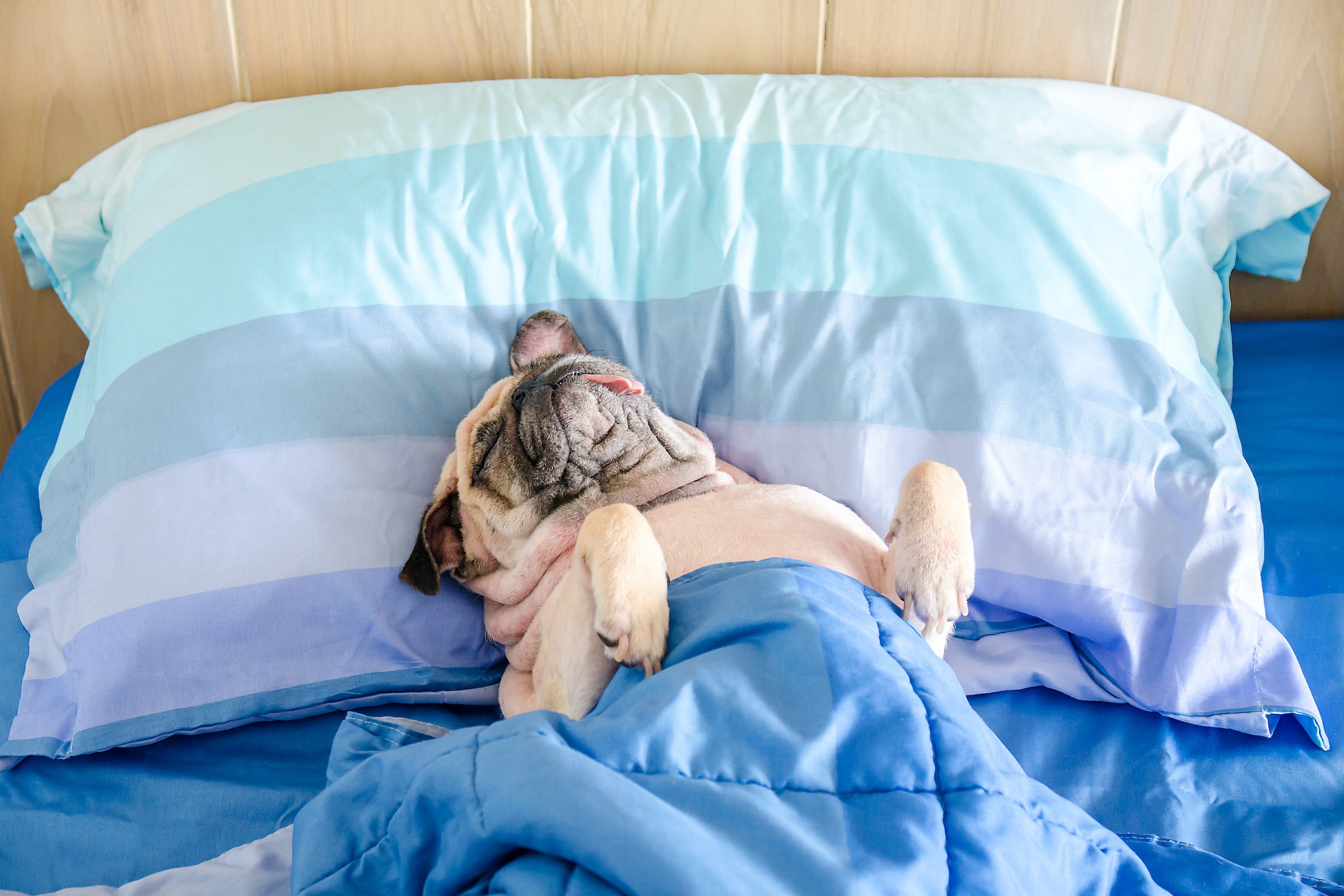 a pug sleeps on their back with their tongue out, tucked into a person's bed