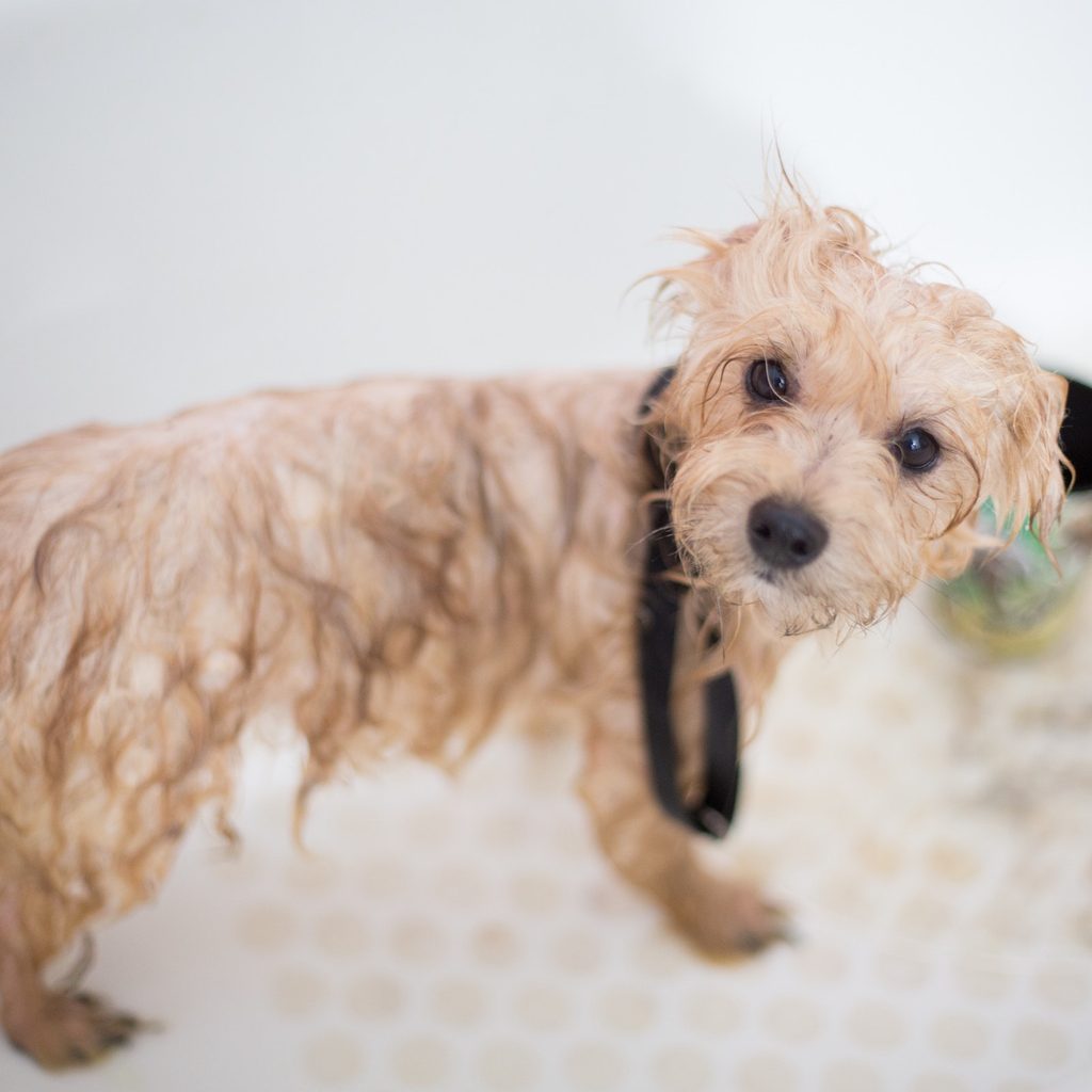 a wet blonde poodle mix puppy stands in the bath tub and looks at the camera