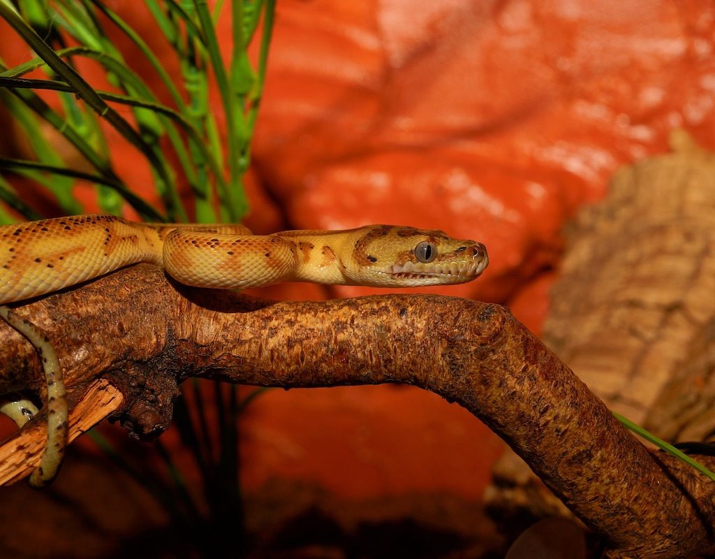 Python sits on a branch in habitat